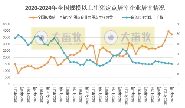 2024年1月全国规模以上生猪定点屠宰企业屠宰情况
