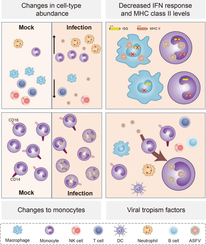 兰兽研口蹄疫与新发病流行病学团队揭示非洲猪瘟病毒在猪体内感染的靶细胞以及在靶细胞内延长感染的机制