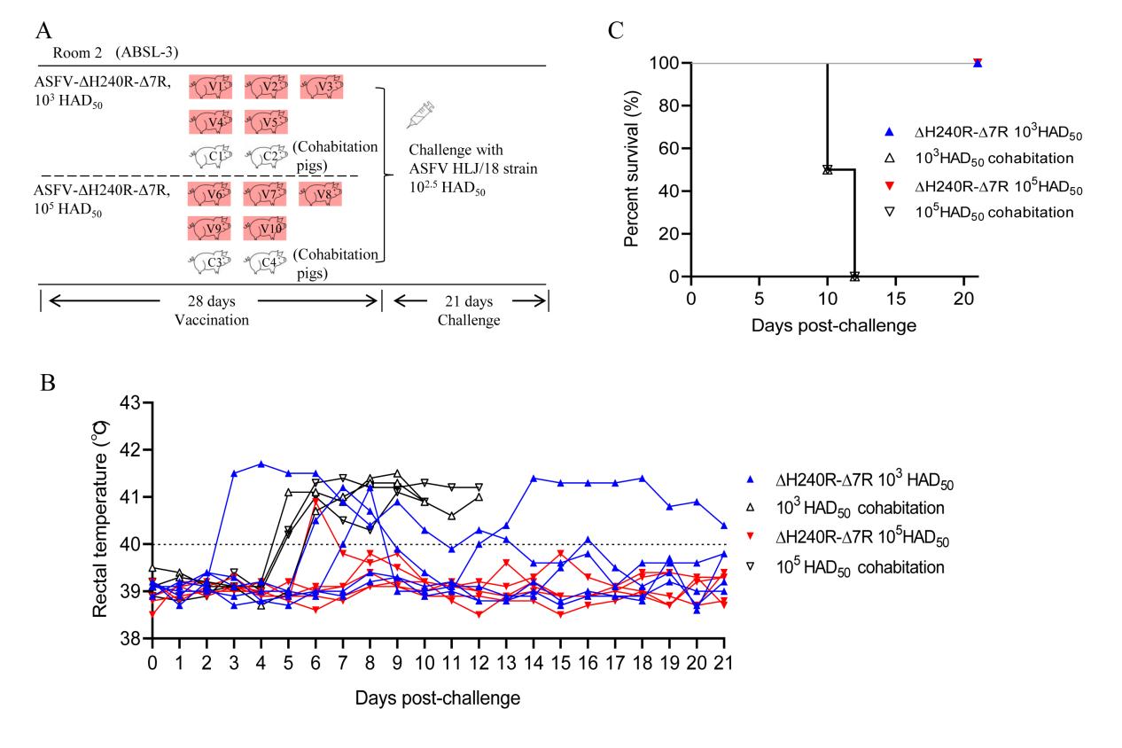 哈兽研在非洲猪瘟减毒活疫苗研究方面取得新进展