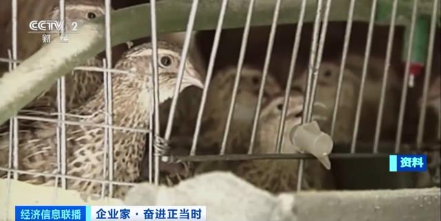 猪价长期处在低位，卖一头亏一头，新希望集团董事长刘永好表示不焦虑