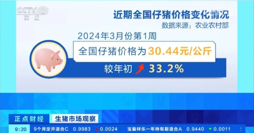 2月能繁母猪存栏量4042万头同环比均下降,专家称二季度猪价有望回升向好