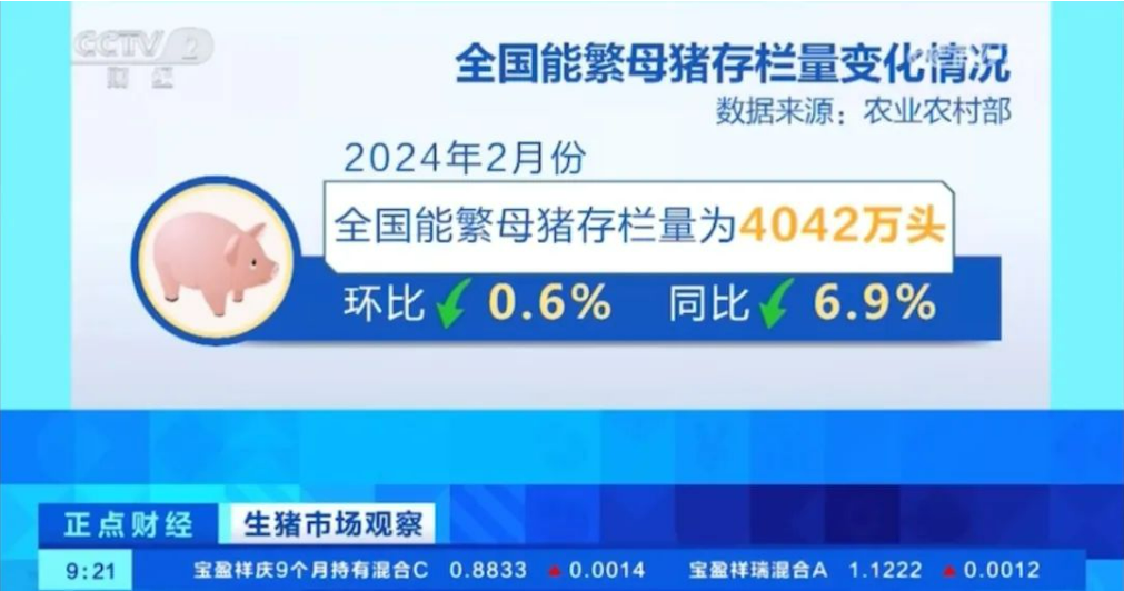 2月能繁母猪存栏量4042万头同环比均下降,专家称二季度猪价有望回升向好