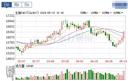 2024.05.11今日猪价