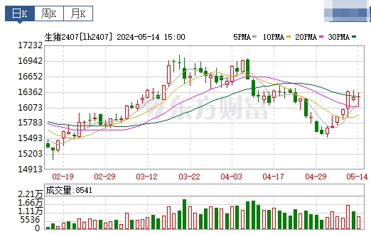 2024.05.15今日猪价