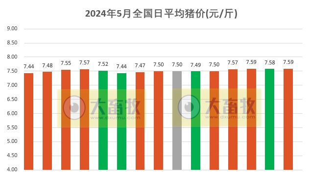 2024.05.15今日猪价
