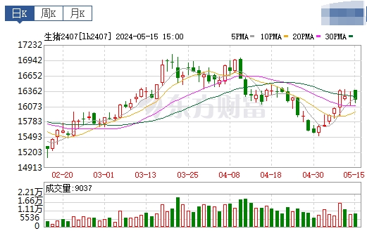 2024.05.16今日猪价——一路飘红