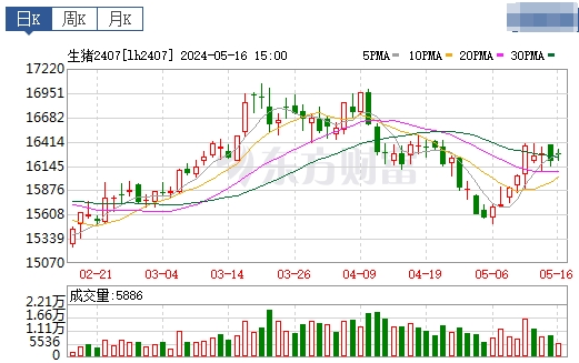 2024.05.17今日猪价——大部分继续上涨,均价为近3个月最高