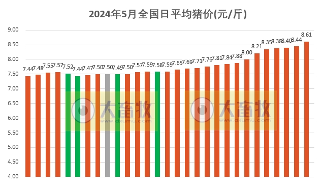 2024.05.29今日猪价——全面飘红,11省突破9元