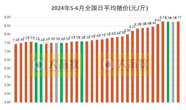 2024.06.02今日猪价——上涨又成了主旋律