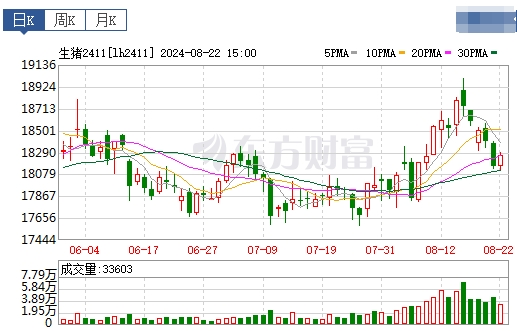 2024.08.23今日猪价——一路飘绿,跌至近18天最低