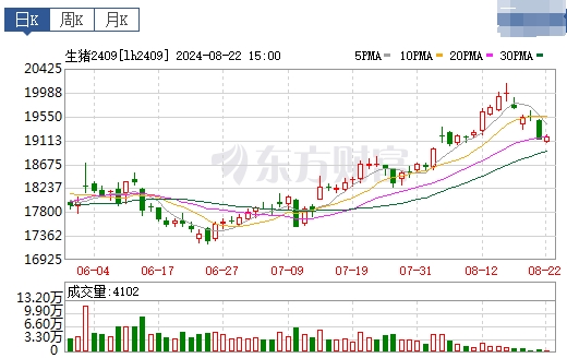 2024.08.23今日猪价——一路飘绿,跌至近18天最低