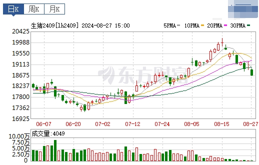2024.08.28今日猪价——全面下跌,一片绿油油,跌至8月以来最低