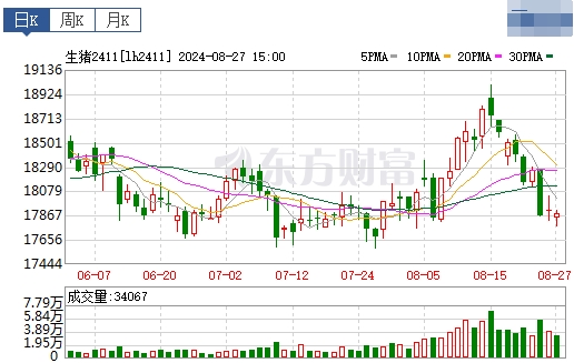 2024.08.28今日猪价——全面下跌,一片绿油油,跌至8月以来最低