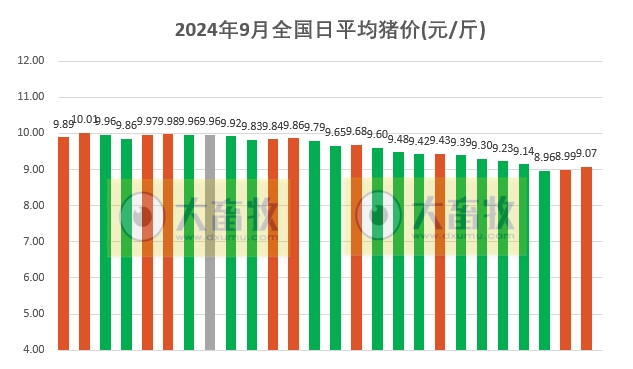 今日猪价 | 2024.09.26 猪价行情——一路飘红,再次突破9元