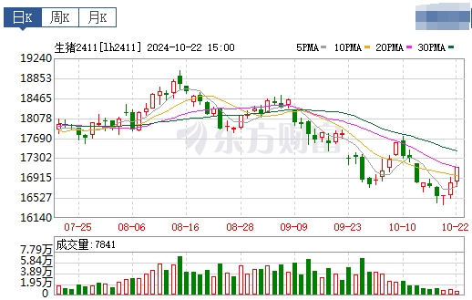 今日猪价 | 2024.10.23 猪价行情——止跌上涨，一路飘红
