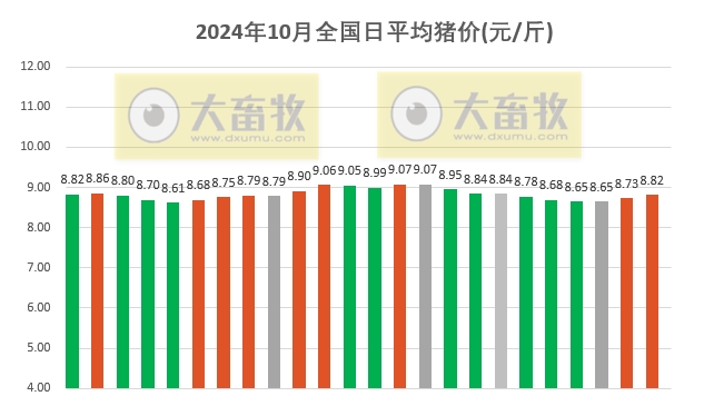 今日猪价 | 2024.10.24 猪价行情——继续一路飘红