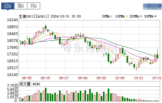 今日猪价 | 2024.11.01 猪价行情——11月迎来开门红,一路上涨
