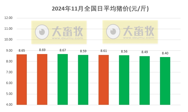 今日猪价 | 2024.11.08 猪价行情——一片绿油油的，下跌幅度扩大