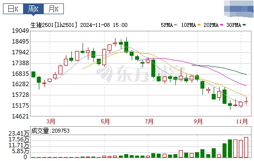 今日猪价 | 2024.11.10 猪价行情——大多数止跌反弹