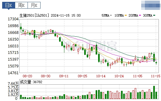 今日猪价 | 2024.11.16 猪价行情——一路飘绿，连续5天下跌