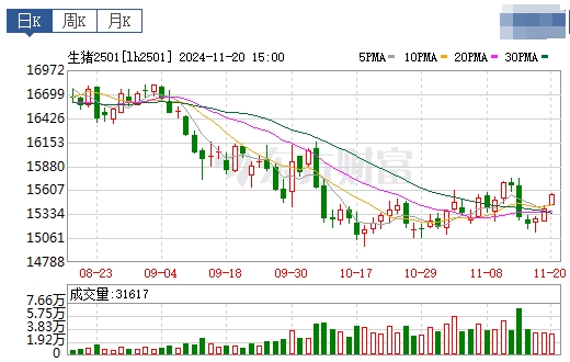 今日猪价 | 2024.11.21 猪价行情——止跌反弹，一路飘红