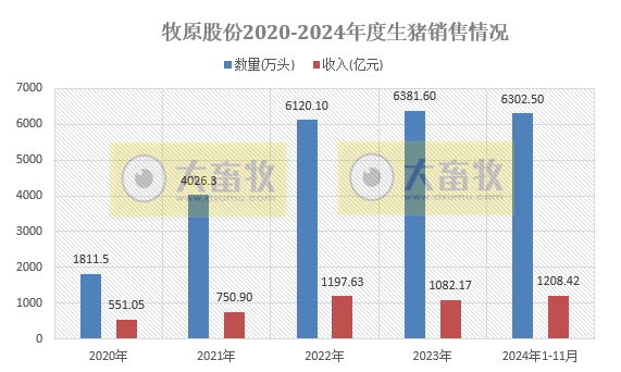 11月仔猪销量大幅增长，前11月生猪销量6300万头——牧原股份2024年11月生猪销售情况