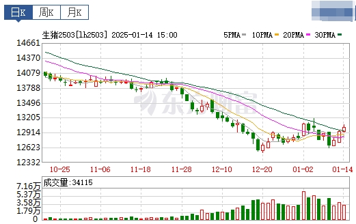 今日猪价 | 2025.01.15 猪价行情