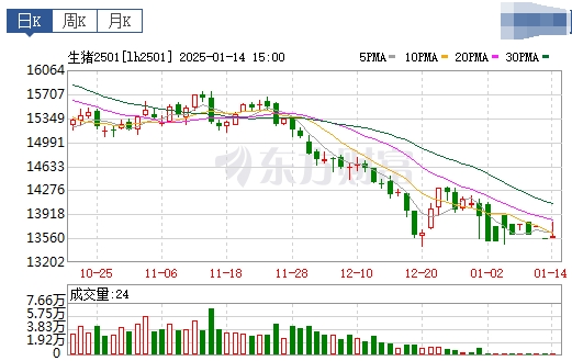 今日猪价 | 2025.01.15 猪价行情