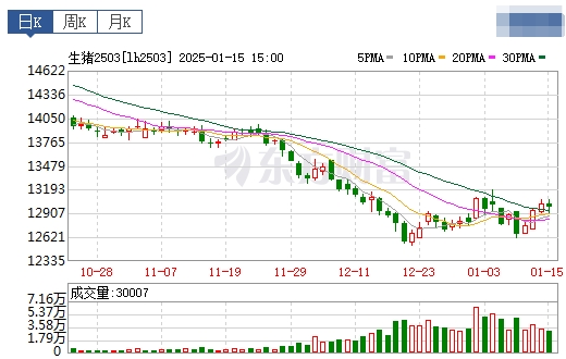 今日猪价 | 2025.01.16 猪价行情——一路飘红