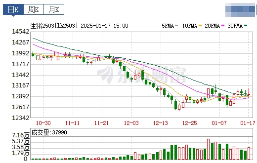 今日猪价 | 2025.01.18 猪价行情——大多数继续下跌