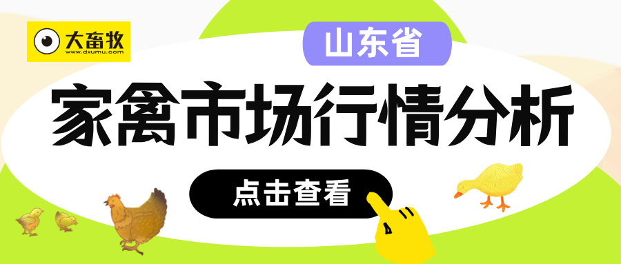 山东省2025年三季度家禽市场行情分析及四季度预期走势