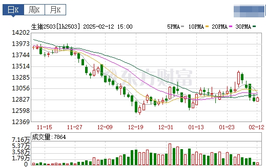 今日猪价 | 2025.02.13猪价行情