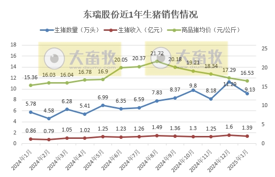京基、金新农和东瑞2025年1月生猪销售情况