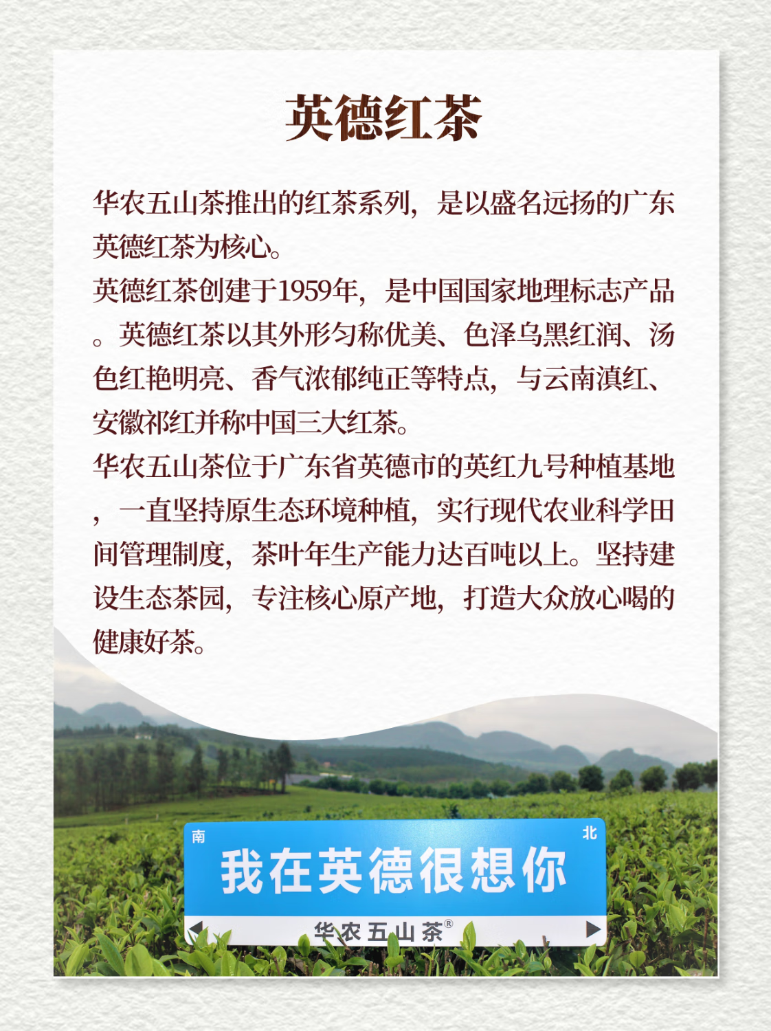华农五山茶【英红九号】经典礼袋250g装正宗广东英德特产高香型红茶