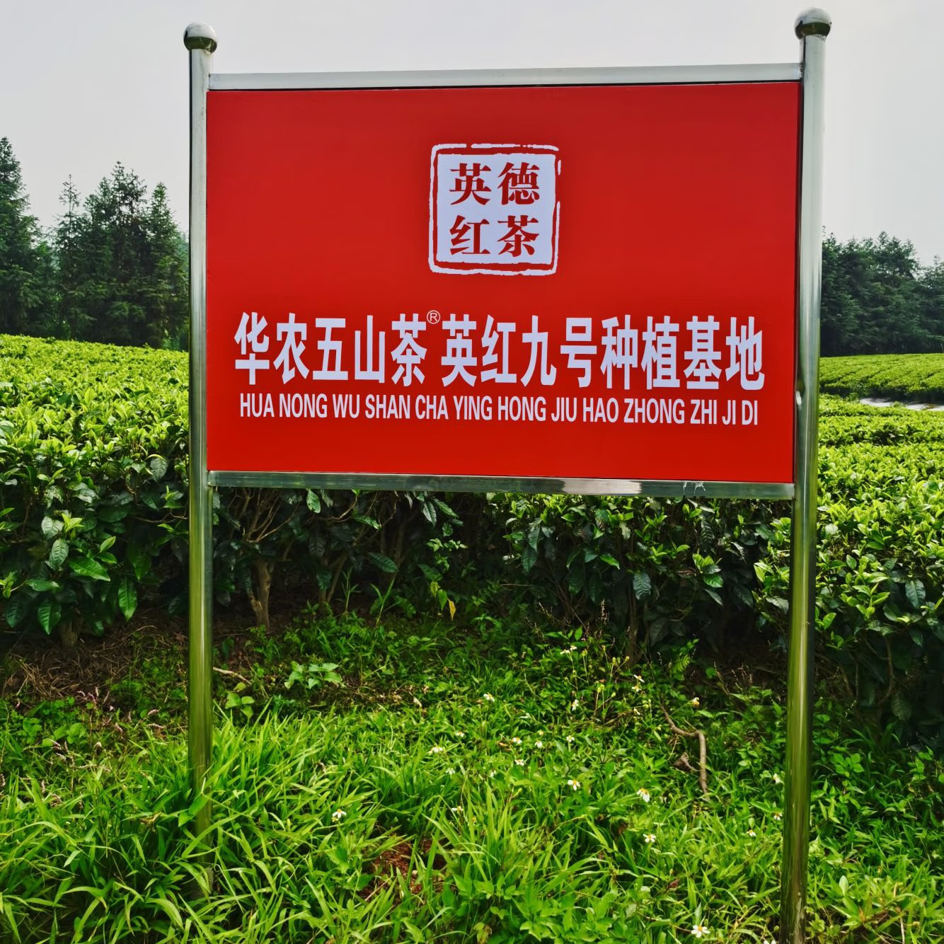 华农五山茶【英红九号】经典礼袋250g装正宗广东英德特产高香型红茶