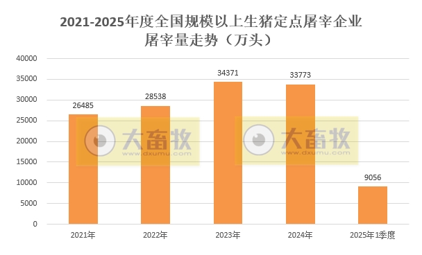 2025年3月及1季度全国规模以上生猪定点屠宰企业的屠宰量情况