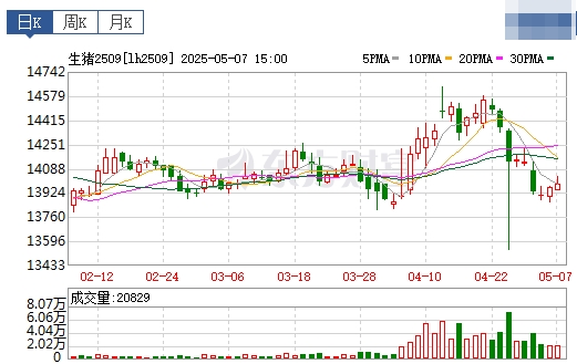 今日猪价 | 2025.05.08 猪价行情