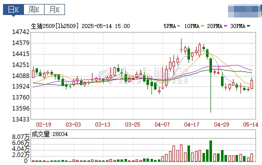 今日猪价 | 2025.05.15 猪价行情
