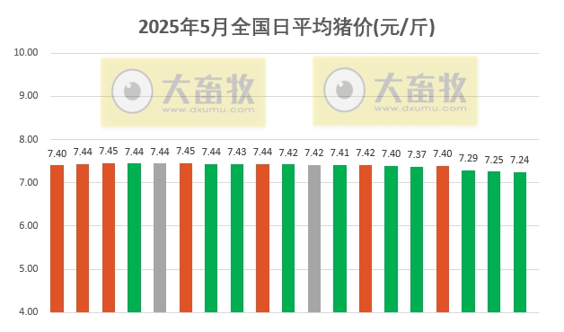 今日猪价 | 2025.05.19 猪价行情