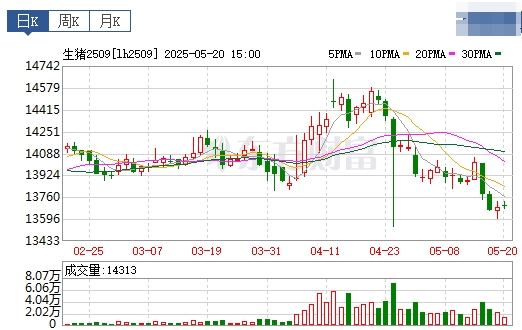 今日猪价 | 2025.05.21 猪价行情