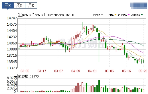今日猪价 | 2025.05.29 猪价行情