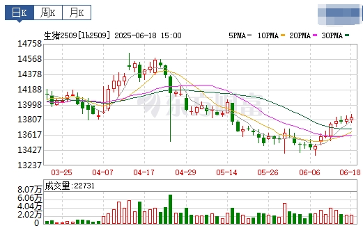 今日猪价 | 2025.06.19 猪价行情
