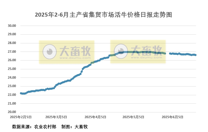 6月23日活牛价格