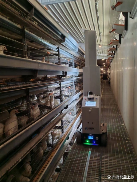 蛋鸡养殖健康巡检机器人——现代设施农业重大引领性推广技术之一