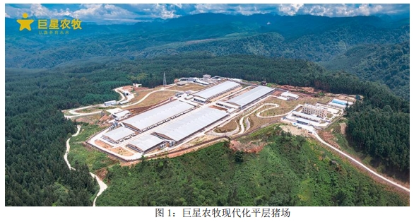 巨星农牧:今年商品猪出栏目标400万头以上,增长幅度超50%,完全成本目标6.5元/斤以内