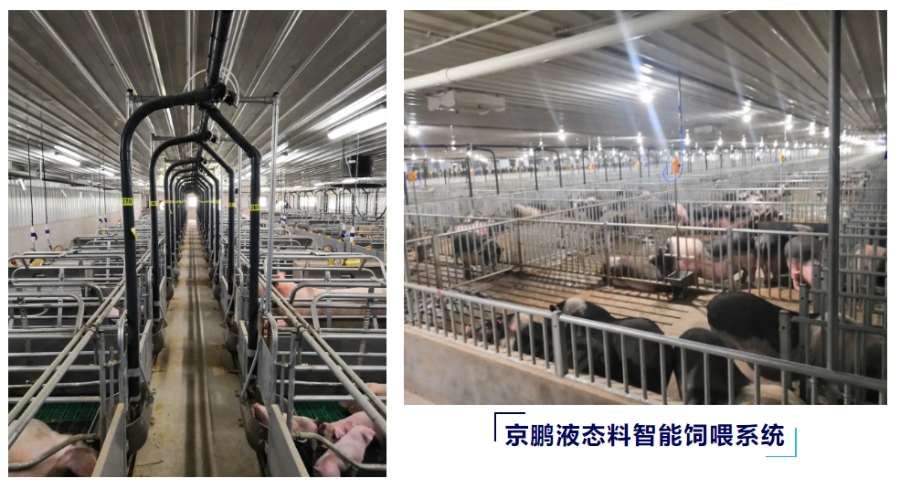 育肥猪群液态料饲喂系统——现代设施农业重大引领性推广技术