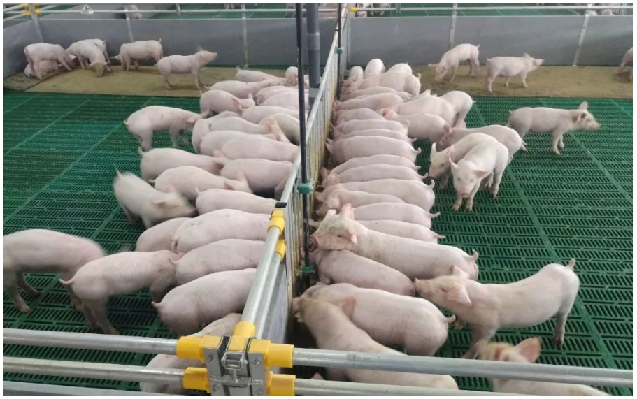 育肥猪群液态料饲喂系统——现代设施农业重大引领性推广技术