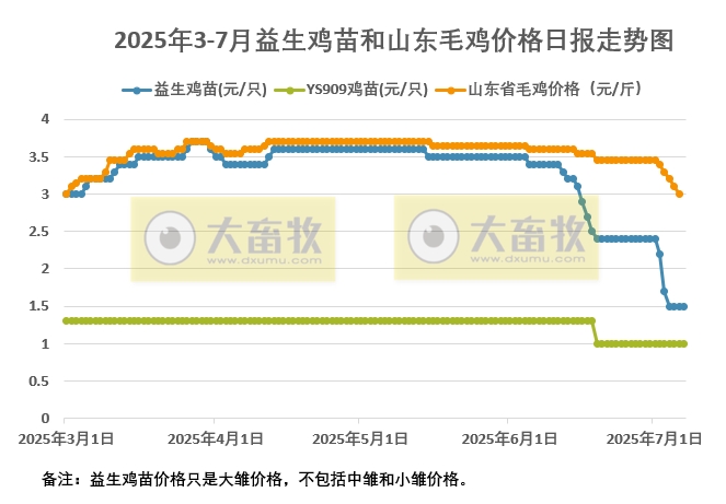 2025年7月7日益生鸡苗和山东毛鸡行情资讯——毛鸡价格连续5天下跌