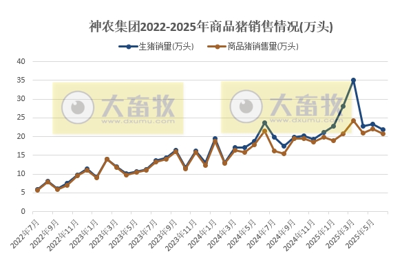 神农集团2025年6月及上半年生猪销售情况，6月销量为今年最少，但销售给内部屠宰企业的数量创历史新高