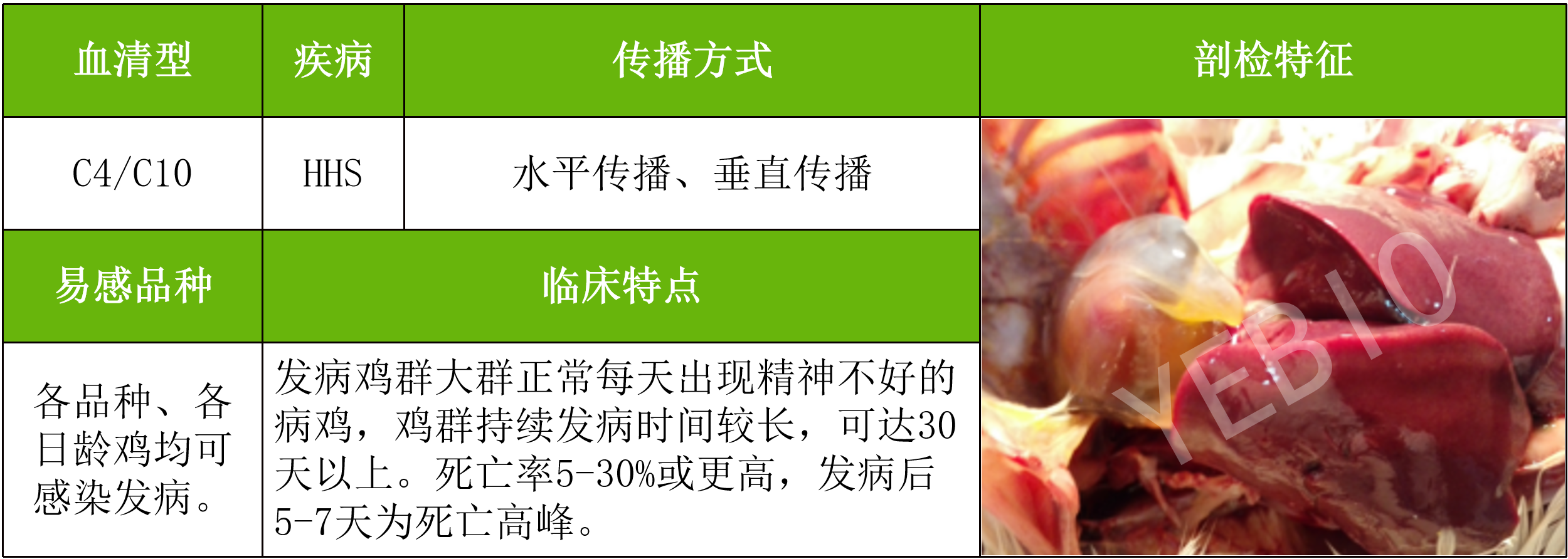 禽腺病毒的流行特点与发展趋势